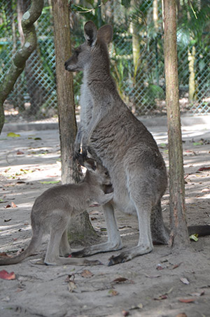 kankourou avec son bébé